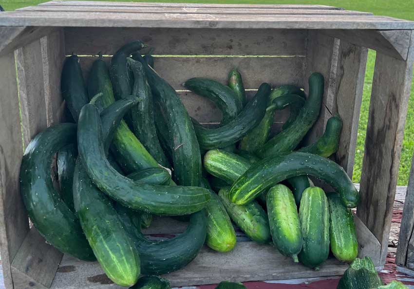 scared cucumbers